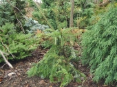 Abies veitchii 'Pendula' 